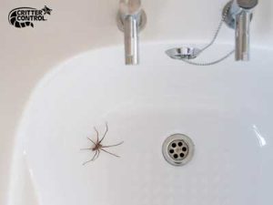 Spider Control Services in Orlando