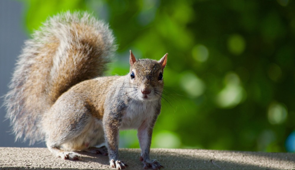 How Commercial Businesses are Susceptible to Squirrel Infestations