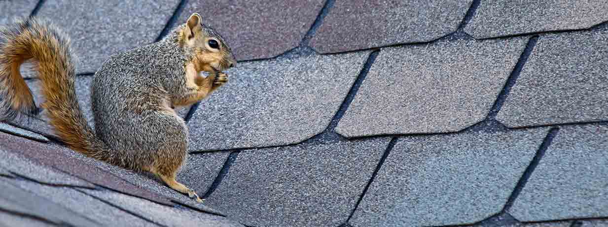 squirrel eating on roof