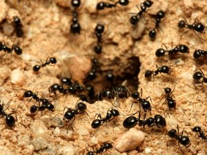 The Importance of Eliminating Ant Colonies
