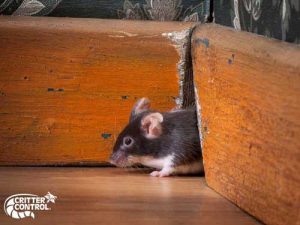 Tips for Rat-Proofing Your Home