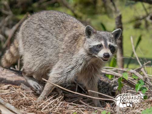 What Are 3 Signs That A Raccoon Has Rabies? | Critter Control Orlando