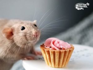 What Do Rats Like to Eat and Drink?