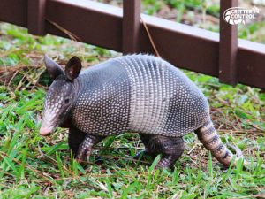 What Does Armadillo Trapping Consist Of?
