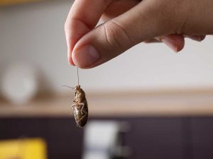 What is Ultrasonic Pest Repellent?