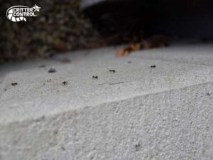 What to Look for in a Commercial Ant Control Service