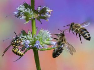 When to Call in a Professional Exterminator for Bee and Wasp Control